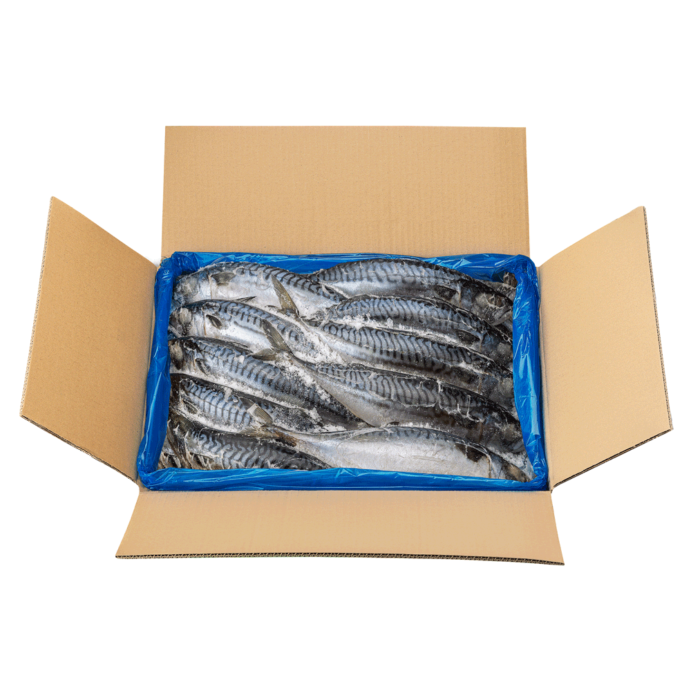 400/600 g 10 kg Layer Packed Frozen Wild Mackerel Chem free Norway Lagoon Seafood