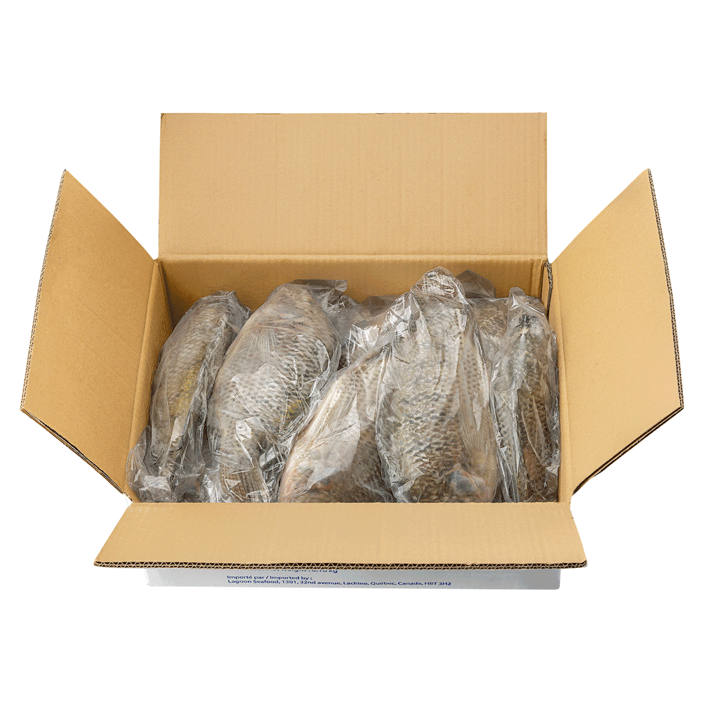 550/750 g 8.16 kg Frozen Farm Tilapia Whole G&S IWP IQF Chem free China Lagoon Seafood