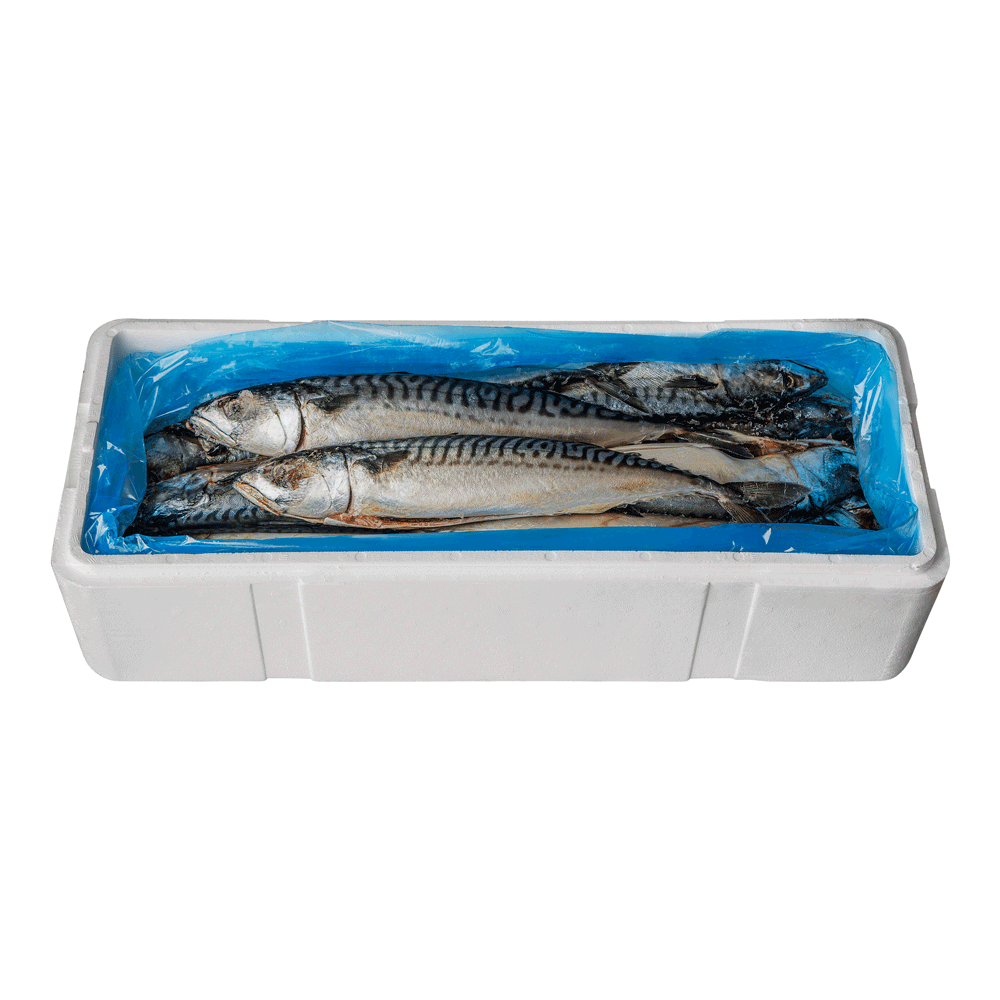 4.54 kg FAS (Frozen at Sea) Wild Mackerel Head on Gutted Norway Lagoon Seafood