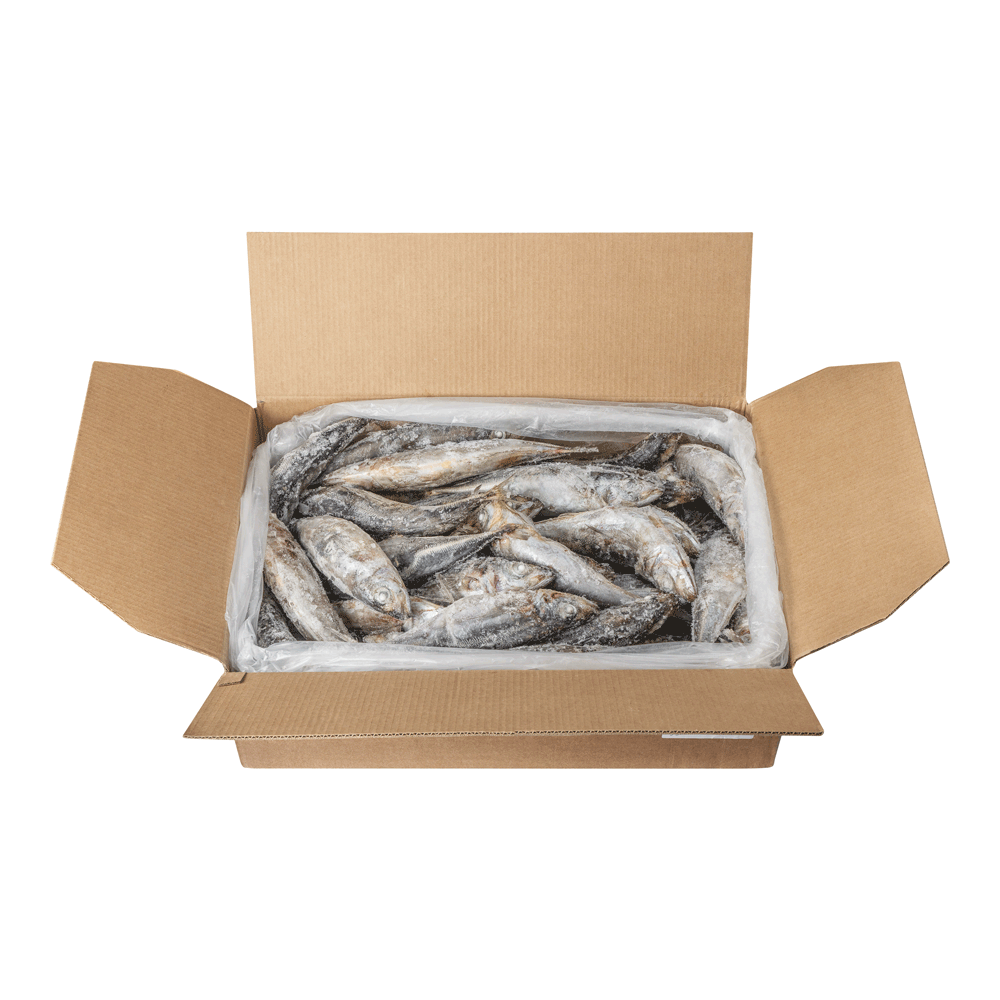 27 cm+ 20 kg Frozen Wild Mackerel Horse Spain Lagoon Seafood
